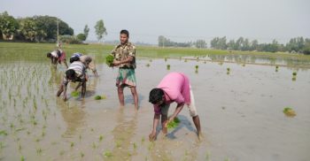 নওগাঁর আত্রাইয়ের ইরি-বোরো চাষে ব্যস্ত সময় পার করছে কৃষকরা