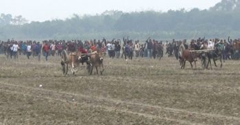 ঝিনাইদহে ঐতিহ্যবাহী গরুর গাড়ী দৌড় প্রতিযোগীতা অনুষ্ঠিত