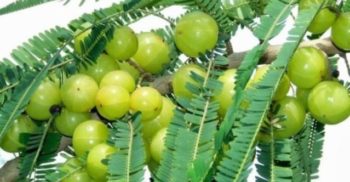 ডায়াবেটিস থাকলে প্রতিদিন ১টা করে আমলকী খান, ফল পাবেন