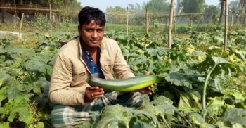 রাণীনগরের আনোয়ার সফলতা পেয়েছেন “স্কোয়াশ” সবজি চাষে