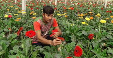 ফুলের রঙে স্বপ্ন রাঙ্গাতে ব্যস্ত সময় পার করছে ঝিনাইদহের ফুলচাষীরা