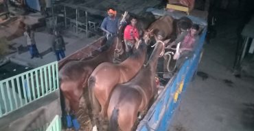 ভারত থেকে আমদানি করা ৬টি ঘোড়া বেনাপোল বন্দরে প্রবেশ