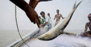 ইলিশ আহরণে ১১ দেশের মধ্যে শীর্ষে বাংলাদেশ