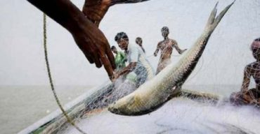 ইলিশ আহরণে ১১ দেশের মধ্যে শীর্ষে বাংলাদেশ