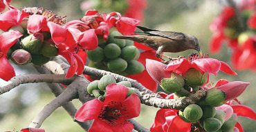 ফুল ফুটুক না ফুটুক আজ বসন্ত