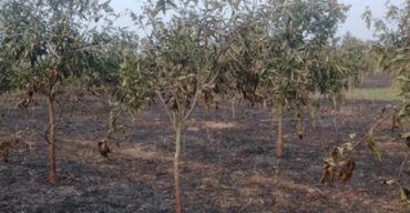 কোটচাঁদপুরে আখের পাতায় আগুন দিতে গিয়ে পুড়ে সাফ ৫ শতাধিক আম গাছ!