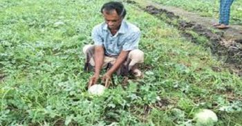 ঘনকুয়াশায় চিন্তিত দশমিনার তরমুজ চাষি