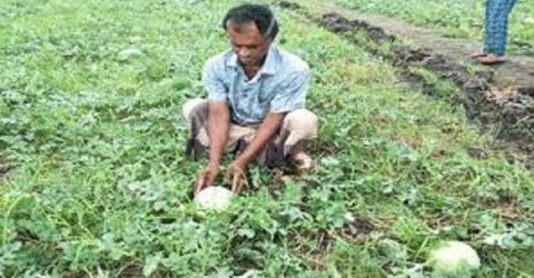 ঘনকুয়াশায় চিন্তিত দশমিনার তরমুজ চাষি