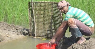 কালীগঞ্জের ৩শ জন চাষী বিকল্প পদ্ধতিতে ধান চাষাবাদ শুরু