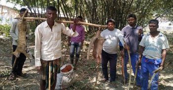 নওগাঁয় সচেতনতার অভাবে বাড়ছে বন্যপ্রাণী হত্যা