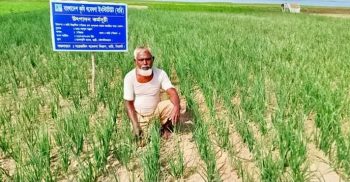 হাকালুকি হাওরে বারি পেঁয়াজ চাষের অপার সম্ভাবনা