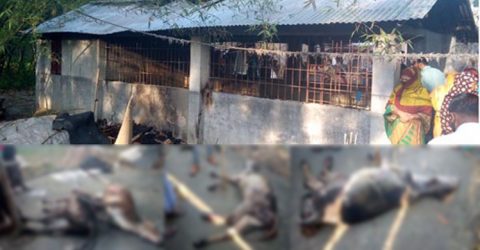 কালীগঞ্জে অগ্নিকান্ডে ৪টি গরুর মৃত্যু, মারাত্বক জখম আরও ৫টি!
