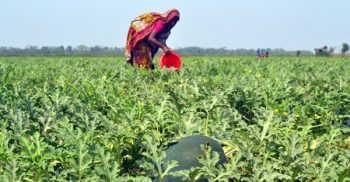 কৃষকের মুখে হাসি গলাচিপায় তরমুজের বাম্পার ফলন