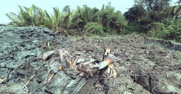 কলাপাড়ায় রাতের আধারে কেটে ফেলা হয়েছে শতাধিক ম্যানগ্রোভ প্রজাতির গাছ