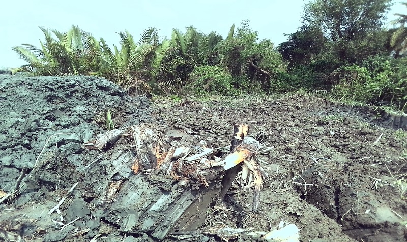 কলাপাড়ায় রাতের আধারে কেটে ফেলা হয়েছে শতাধিক ম্যানগ্রোভ প্রজাতির গাছ