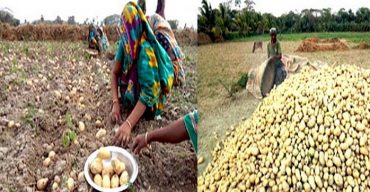 গলাচিপায় আলু চাষে লক্ষ্যমাত্র ছাড়িয়েছে
