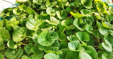 থানকুনি পাতায় করোনা মুক্তি, স্বপ্নে দেখলেন একজন প্রসিদ্ধ পীর