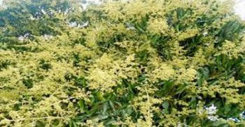 দশমিনায় গাছে গাছে মুকুলের সমারোহ