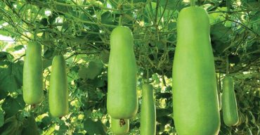 হৃদরোগসহ যেসব রোগের পথ্য লাউ