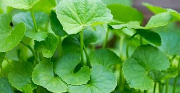 গলাচিপায় থানকুনি পাতার গুজবে রাতের ঘুম হারাম