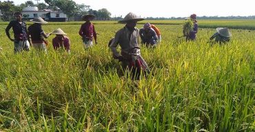 নওগাঁয় শ্রমিক সংকটে ধান কাটা মাড়াই দুশ্চিন্তায় কৃষক