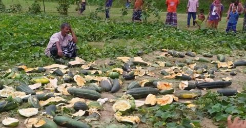 ফাও খেতে নিষেধ করায় লাখ টাকার বাঙ্গি ধ্বংস দুর্বৃত্তরা