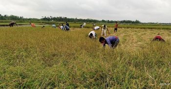কৃষকের ধান কেটে দিচ্ছেন ছাত্রলীগ ও যুবলীগ নেতা-কর্মীরা