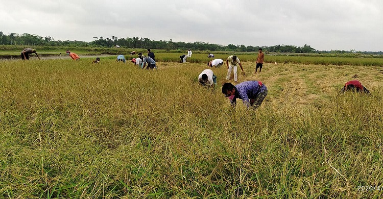 কৃষকের ধান কেটে দিচ্ছেন ছাত্রলীগ ও যুবলীগ নেতা-কর্মীরা