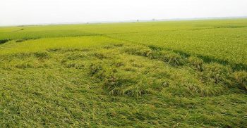 আত্রাইয়ে শ্রমিক সংকটে ইরি বোরো ধান কাটা মাড়াইয়ে ব্যাহত হওয়ার আশংকায় কৃষকেরা