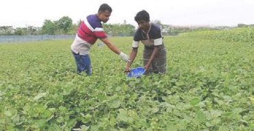 গলাচিপায় মুগ ডালের বাম্পার ফলন কৃষকের মুখে হাসি