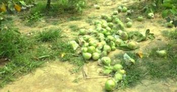 ফুলের পর এবার ঝিনাইদহে পেয়ারা পচে যাচ্ছে বাগানে, দিশেহারা চাষী!