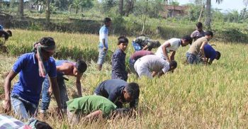 এমপি শেখ তন্ময়ের নির্দেশনায় কৃষকের ধান কেঁটে দিচ্ছে ছাত্রলীগ