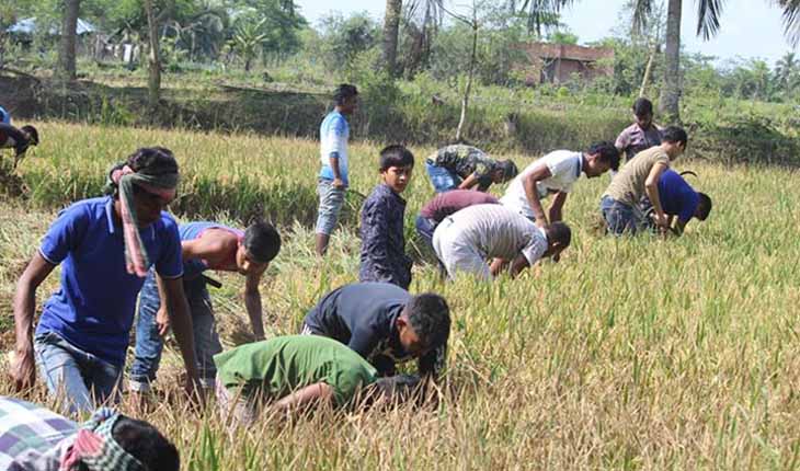 এমপি শেখ তন্ময়ের নির্দেশনায় কৃষকের ধান কেঁটে দিচ্ছে ছাত্রলীগ