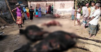 নওগাঁর আত্রাইয়ে বিদ্যুৎ শর্টসার্কিটের আগুনে ৫টি গরু পুরে ছাঁই-আহত ৪ গরু