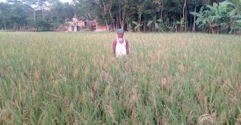 করোনার প্রভাবে ধান কাটার শ্রমিক সংকট দশমিনায় দিশেহারা কৃষক