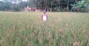 করোনার প্রভাবে ধান কাটার শ্রমিক সংকট দশমিনায় দিশেহারা কৃষক