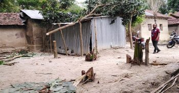 আত্রাইয়ে পূর্ব শত্রুতার জেরধরে রোপিত ফলজগাছ কর্তন ও ভাংচুর-আহত ৪
