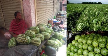 করোনা: দক্ষিণ-পশ্চিমাঞ্চলে তরমুজের বাম্পার ফলন, বাজারে ক্রেতা নেই