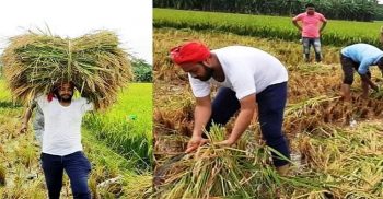 শরীয়তপুরে কৃষকদের পাশে দাঁড়ালো স্বেচ্ছাসেবকলীগ