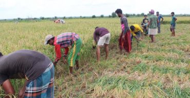 কৃষকের ধান কাঁটছে শেখ তন্ময় ইয়াং স্টার ক্লাব