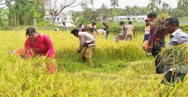 এবার খুলনায় কৃষকের মুখে হাসি ফুটাচ্ছে কৃষকলীগ