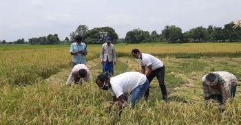 ঝিনাইদহ ন্যাশনাল প্রেস সোসাইটি (এনপিএস) ও জেলা কৃষক লীগের উদ্যোগে শুরু হল ধান কাটার কার্যক্রম