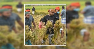 রুপগঞ্জে কৃষকের ধান কেটে দিলেন স্বেচ্ছাসেবক দলনেতা আলী আহম্মেদ