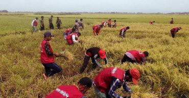 ইউএনও’র আহবানে কাস্তে হাতে ধান কাটতে ১৫’শ লোক হাওরে!