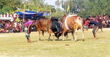 লকডাউনের মধ্যে ষাঁড়ের লড়াই আয়োজন করে বরখাস্ত