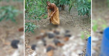 দেশী মুরগীর ফার্মে মড়ক, ৫লক্ষাধিক টাকার ক্ষতি