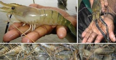 দক্ষিণ-পশ্চিমাঞ্চলে ‘সাদা সোনা’ খ্যাত চিংড়ি মাছ রপ্তানি বন্ধ  প্রায় ৪৬০ কোটি টাকার ক্ষতি