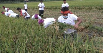 ঝিনাইদহে কৃষকের জমির ধান কেটে দিল ছাত্রলীগের নেতাকর্মীরা