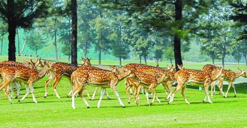 করোনার মধ্যেও সুন্দরবনে শিকারিরা সক্রিয়, হরিণ হুমকির মুখে