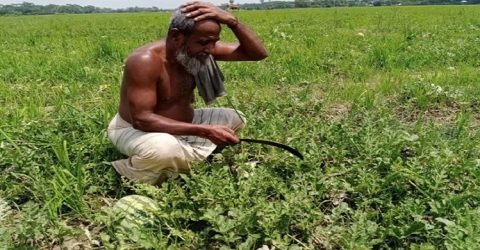কয়েক কোটি টাকার ক্ষতি- ক্রেতা শুণ্যতায় ক্ষেতেই নষ্ট হচ্ছে কৃষকের তরমুজ